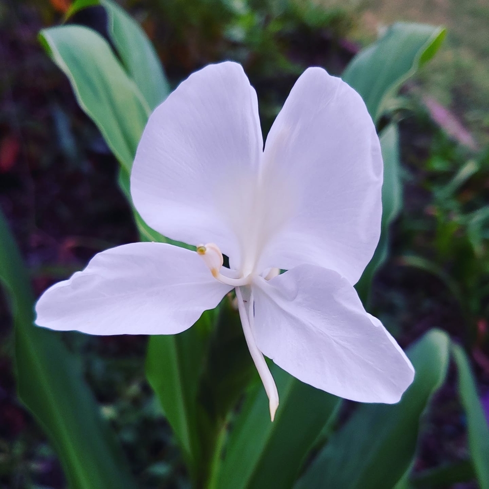 Meet your Posher, Alicia